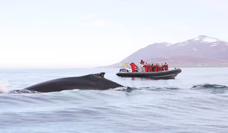 Express-Walbeobachtung ab Akureyri mit RIB-Boot