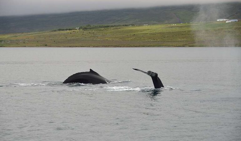 Whale watching from Akureyri