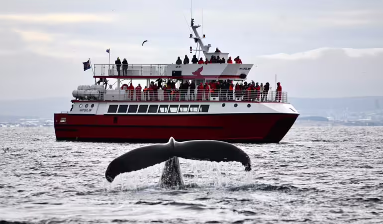 Whale watching from Reykjavík